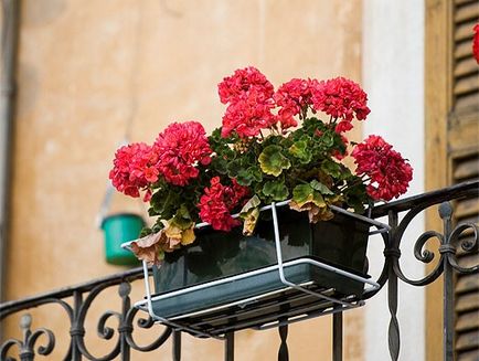 Flori în creștere pe balcon