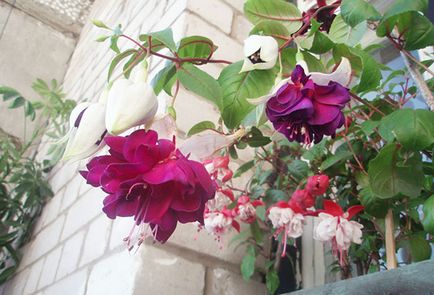 Flori în creștere pe balcon