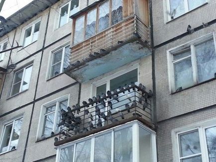 Cum sa scapi de porumbei pe balcon