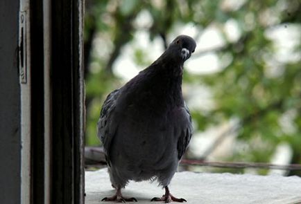 Cum sa scapi de porumbei pe balcon, pe pervazul ferestrei