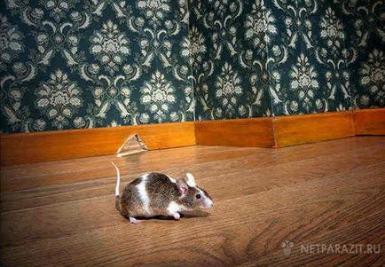 Cum să scapi de șoareci într-un apartament sau o casă