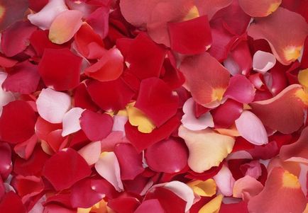 Petale de trandafir pentru a utiliza