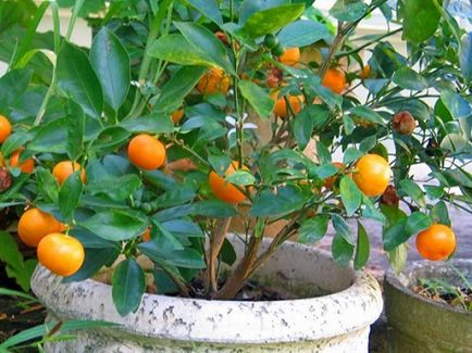 Cum să planteze acasă o mandarina
