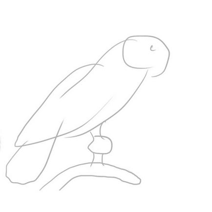 Cum de a desena un creion în etape papagal