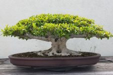 Ficus recolta