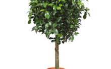 Ficus recolta