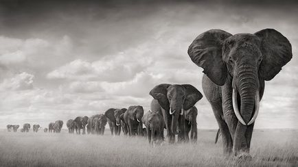 Așa cum se spune elefanți