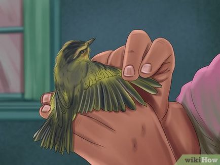 Cum să clip aripile
