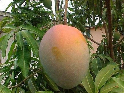 Cum să planteze un mango acasă și să ridice mâinile lor