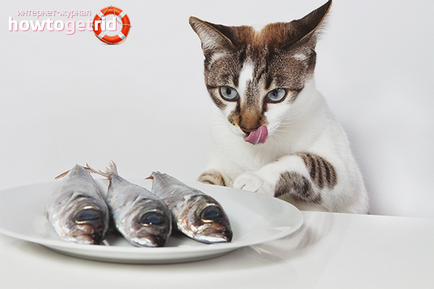Sterilizata mâncare pentru pisici
