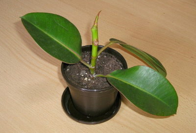 Ficus recolta