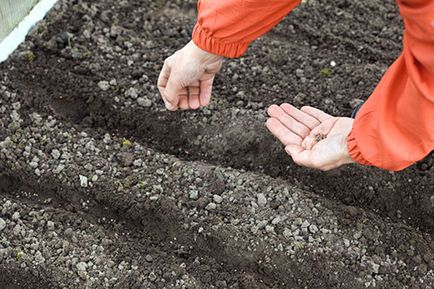 Cum de a planta patrunjel