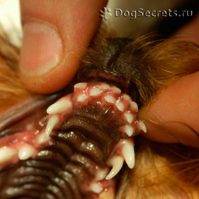 Fall dinți la câini