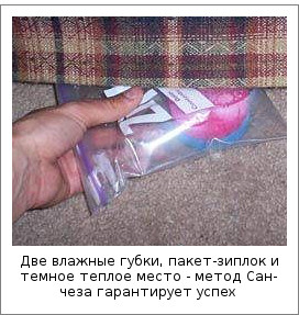 Cum să germineze kanoplya Cum să germineze kanoplya