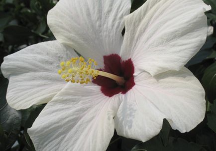 Cum se propaga Hibiscus