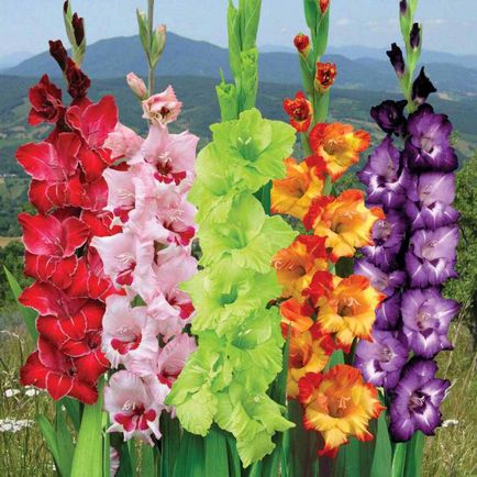 Ce plantat gladiole