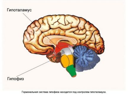 Analiza pentru hormonii