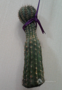Așa cum am un cactus