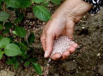Cum să crească semințe de Phlox