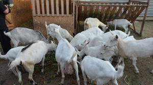 Îngrijire și întreținere caprine