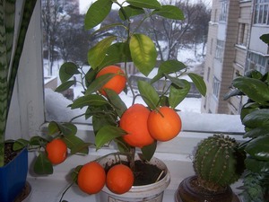 Cum să planteze acasă o mandarina