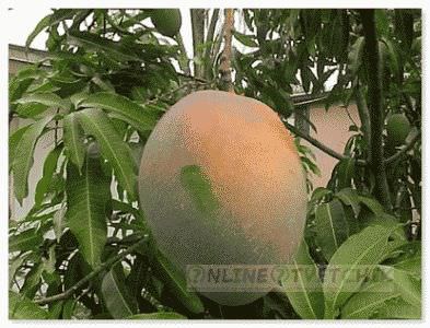 Noi creștem mango acasă