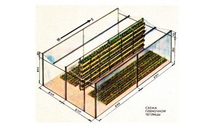 Cultivarea plantelor de căpșun în cutii