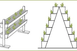 Cultivarea plantelor de căpșun în cutii