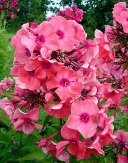 Ce a planta un Phlox