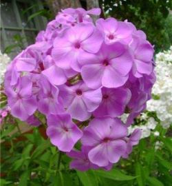 Ce a planta un Phlox