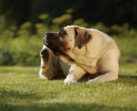 Canin Royal hrănire pentru