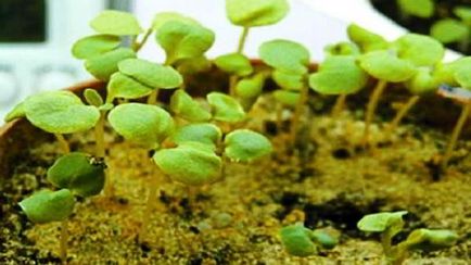 Matiola în creștere din semințe