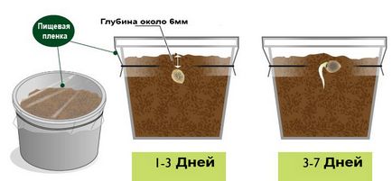 Cum să germineze kanoplya