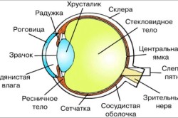 Anesthetize ochiul