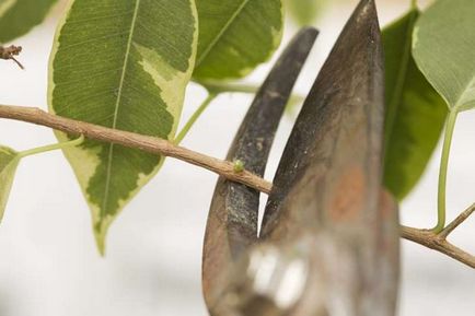 Ficus recolta