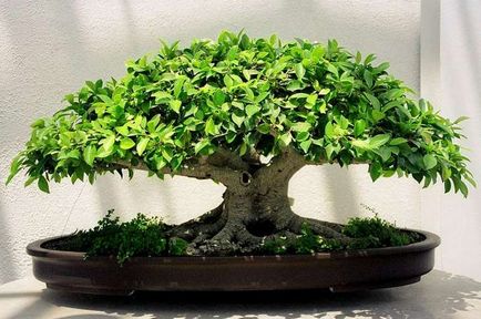 Ficus recolta