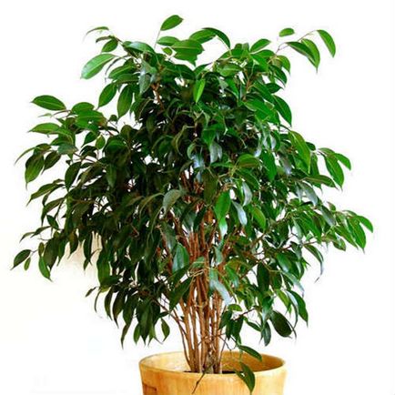 Ficus recolta