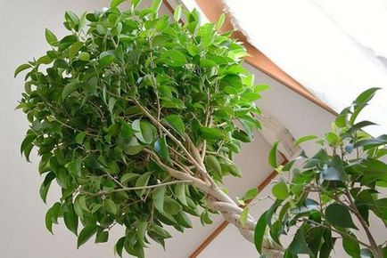 Ficus recolta