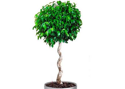 Ficus recolta