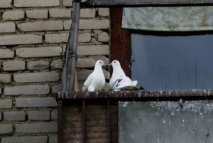 Cum sa scapi de porumbei pe balcon