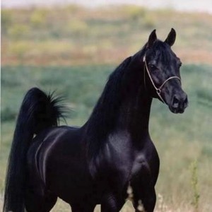 cal negru ce este