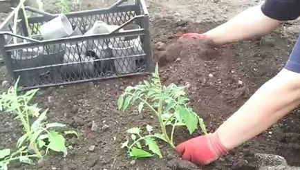 Cum să planteze roșii și când