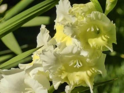 Ce plantat gladiole