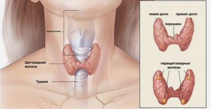 Creșterea simptome tiroidiene
