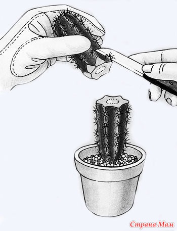 Așa cum am un cactus