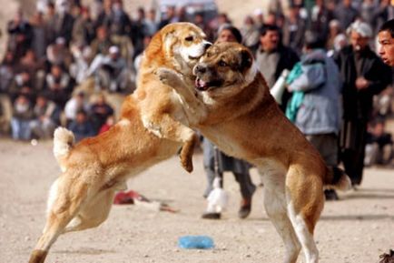 câine de câine de luptă