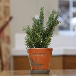 Cultivarea Rosemary Casa