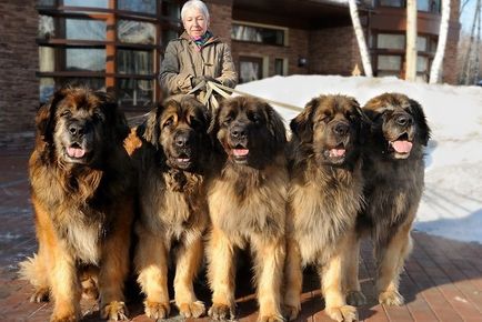 Cele mai mari rase de câini