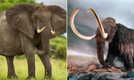 Faptele cele mai interesante despre elefanți, lista probelor video de incredibil