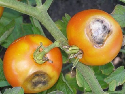 rotten Tomatoes